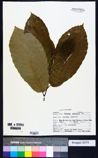 Castanea mollissima image