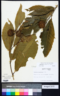 Castanea mollissima image