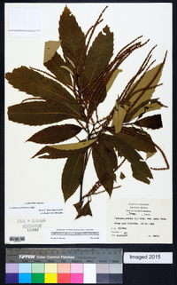 Castanea pumila var. ozarkensis image