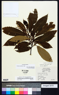 Castanea pumila var. ozarkensis image