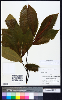 Castanea pumila var. ozarkensis image