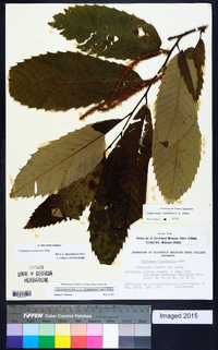 Castanea pumila var. ozarkensis image