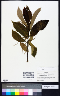 Castanea pumila var. ozarkensis image