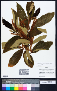 Castanea pumila var. ozarkensis image