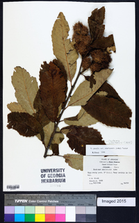 Castanea pumila var. ozarkensis image