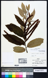 Castanea pumila var. ozarkensis image