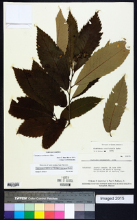 Castanea pumila var. ozarkensis image