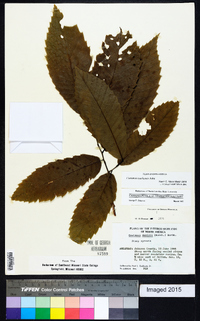 Castanea pumila var. ozarkensis image