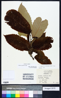 Castanea pumila var. ozarkensis image