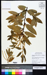 Lithocarpus densiflorus var. densiflorus image