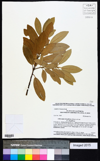 Lithocarpus densiflorus var. densiflorus image