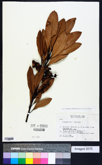 Image of Lithocarpus edulis