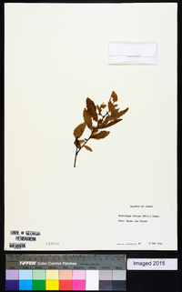 Nothofagus obliqua image