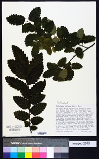 Nothofagus obliqua image