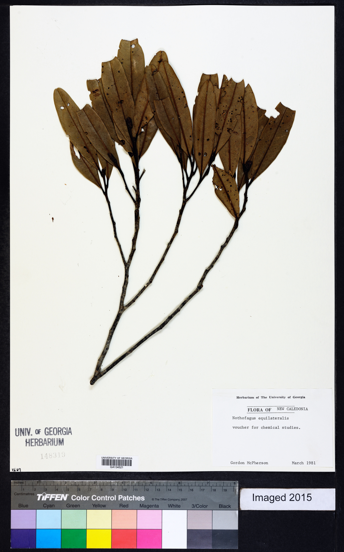 Nothofagus aequilateralis image