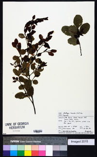 Image of Nothofagus truncata