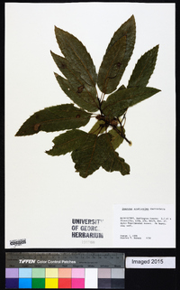 Quercus acutissima image