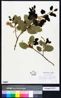 Quercus agrifolia image