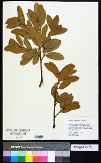 Quercus arizonica image