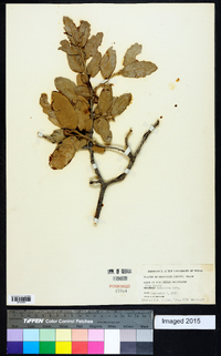 Quercus arizonica image