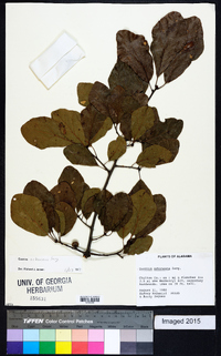 Quercus arkansana image