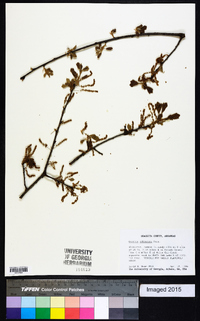 Quercus arkansana image