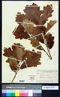 Quercus bicolor image