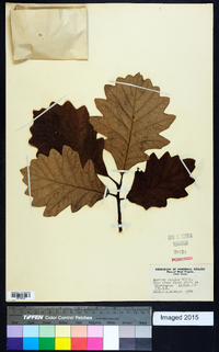 Quercus bicolor image