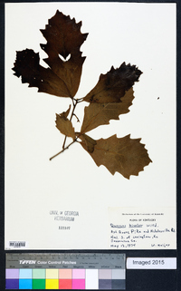 Quercus bicolor image