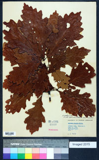 Quercus bicolor image