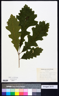 Quercus bicolor image