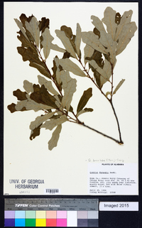 Quercus sinuata image