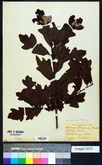 Quercus sinuata image