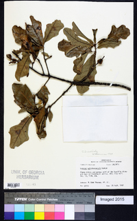 Quercus sinuata var. breviloba image