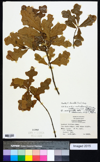 Quercus sinuata image