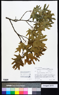 Quercus buckleyi image