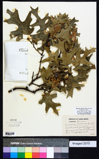 Quercus buckleyi image