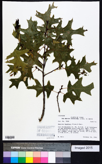 Quercus buckleyi image