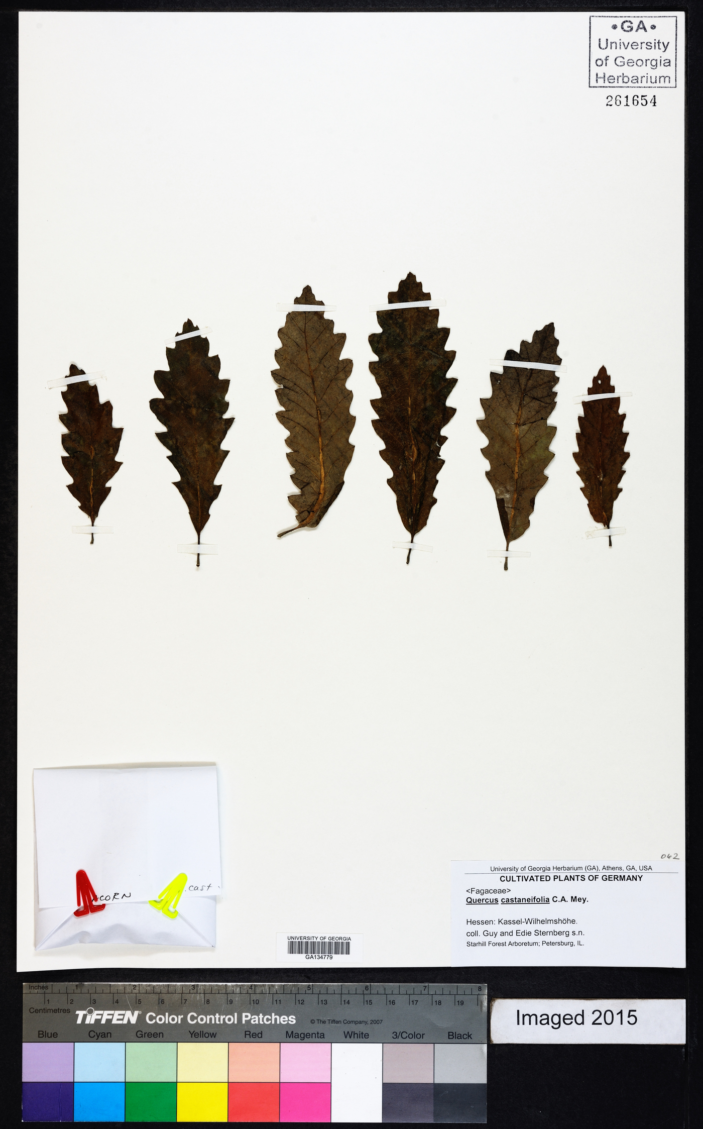 Quercus castaneifolia image