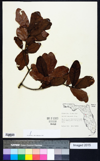 Quercus chapmanii image