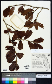 Quercus chapmanii image