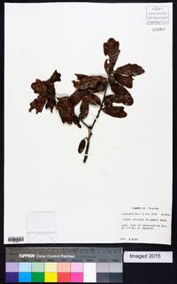 Quercus chapmanii image