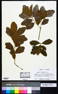 Quercus chapmanii image