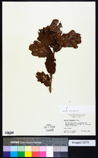 Quercus chapmanii image