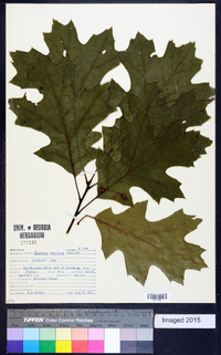 Quercus coccinea image