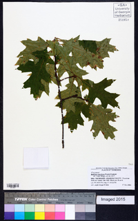 Quercus coccinea image