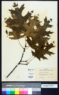 Quercus coccinea image