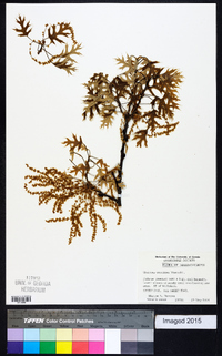 Quercus coccinea image