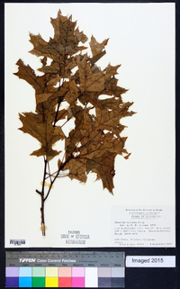 Quercus coccinea image