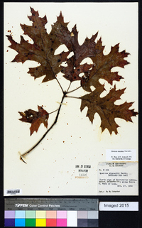 Quercus coccinea image